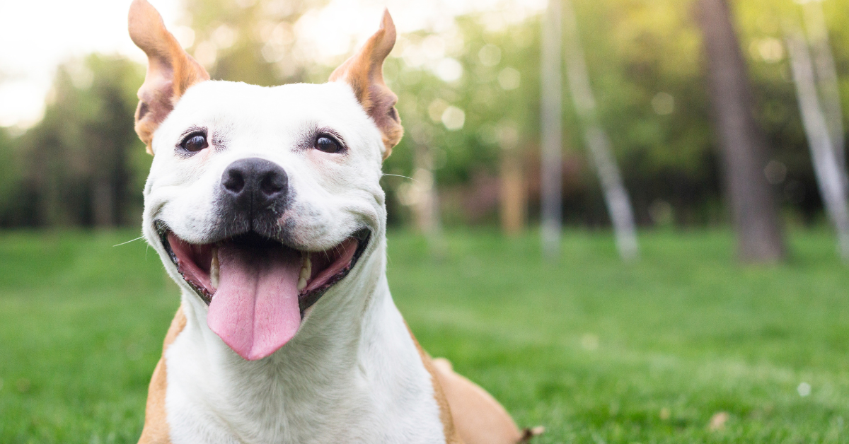 Benefits of Dog Boarding