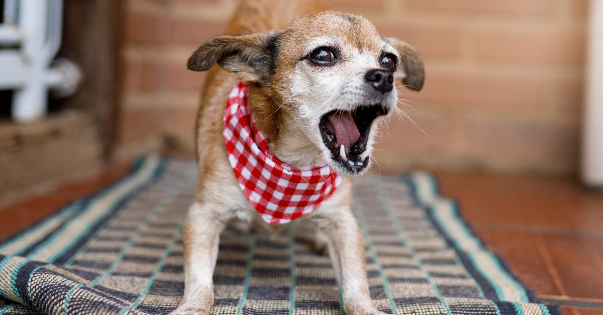 Barking Dog