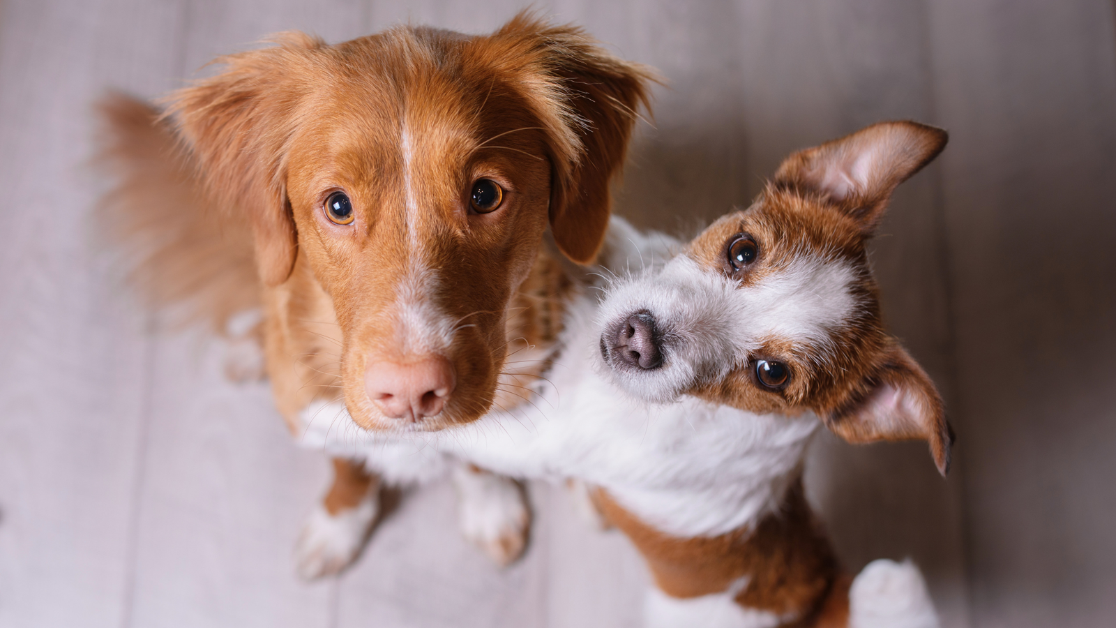 Pawsitive Additions