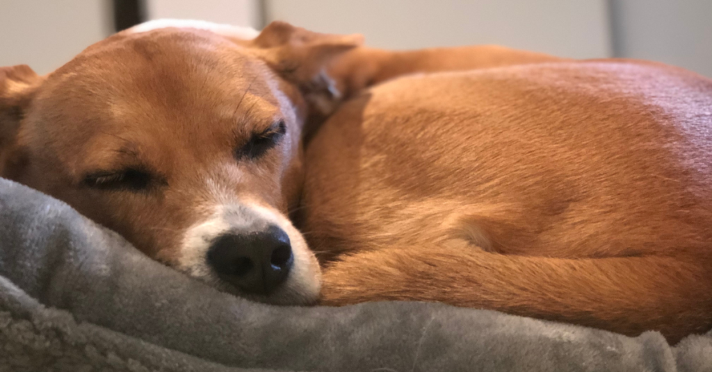 Sleeping dog