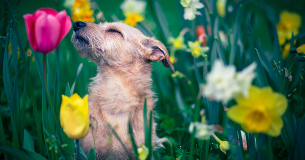 Dog Sense of Smell